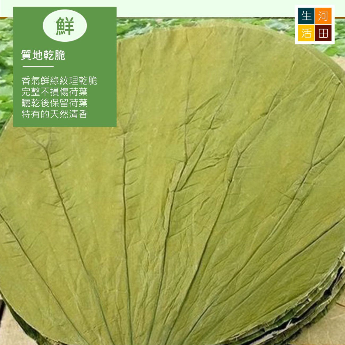 圓形乾荷葉整張(30cm10張)│天然荷葉│荷葉食品