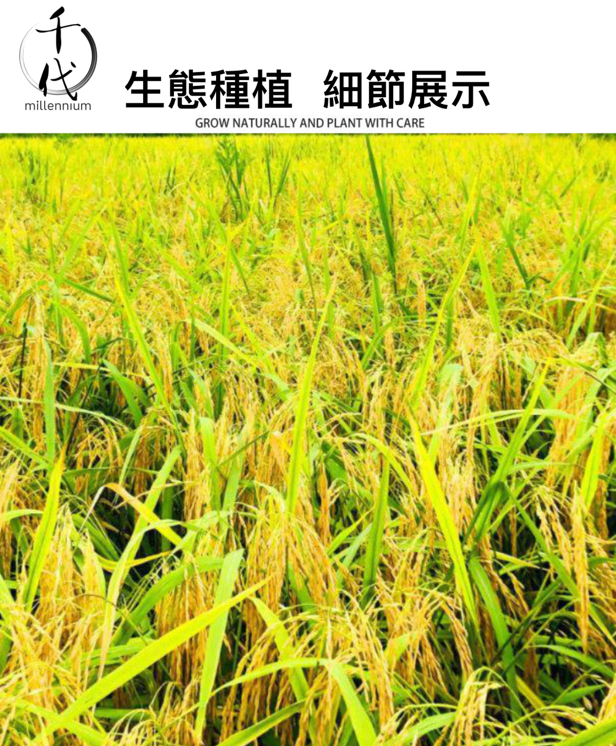 紅米(真空包裝)(500G)│活血化瘀 健脾消食│五穀雜糧