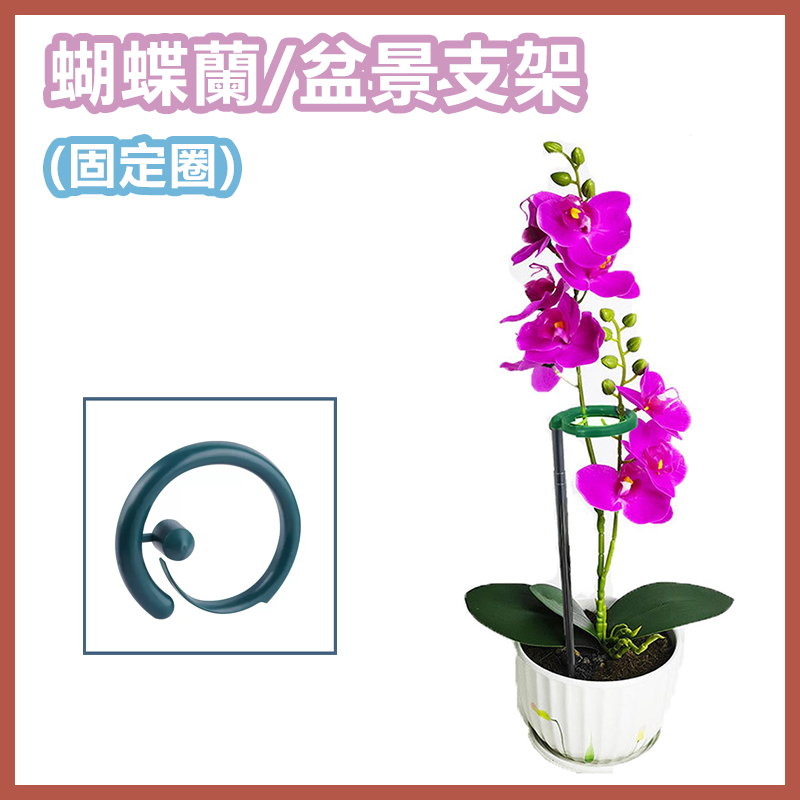 蝴蝶蘭/盆景支架 植物支撐桿 多肉植物防倒固型花架 不鏽鋼伸縮花支柱 (小17-28cm)