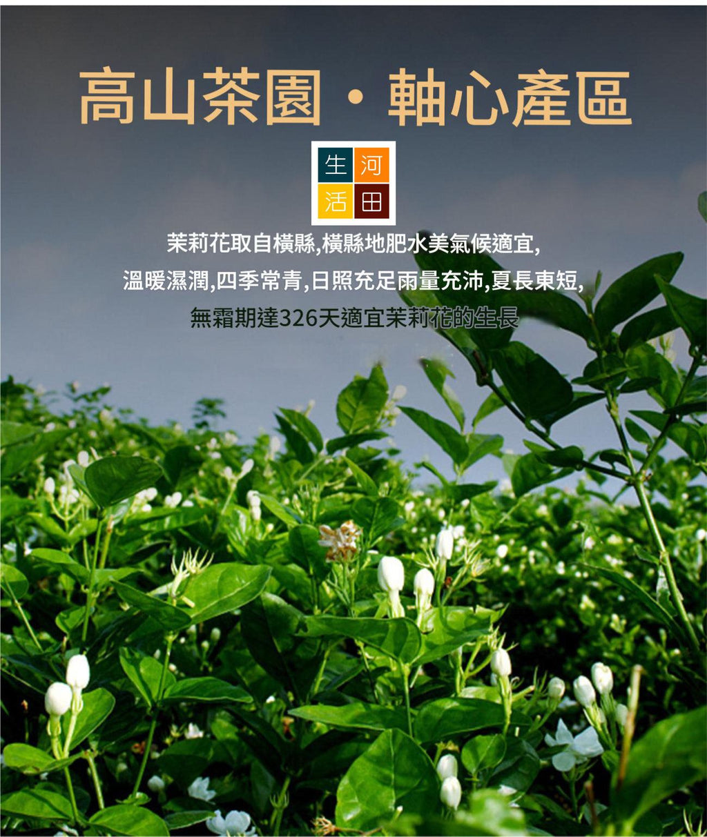 茉莉花茶(500G)│優質茶葉│抗氧化│有助消化