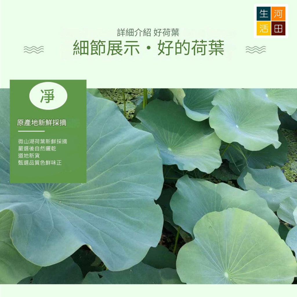 圓形乾荷葉整張(30cm10張)│天然荷葉│荷葉食品
