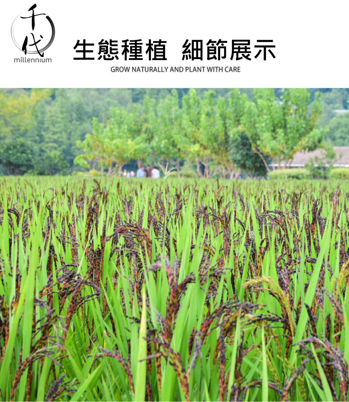 黑米(真空包裝)(500g)│補腎健脾 明目活血│五穀雜糧