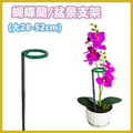 蝴蝶蘭/盆景支架 植物支撐桿 多肉植物防倒固型花架 不鏽鋼伸縮花支柱 (小17-28cm)