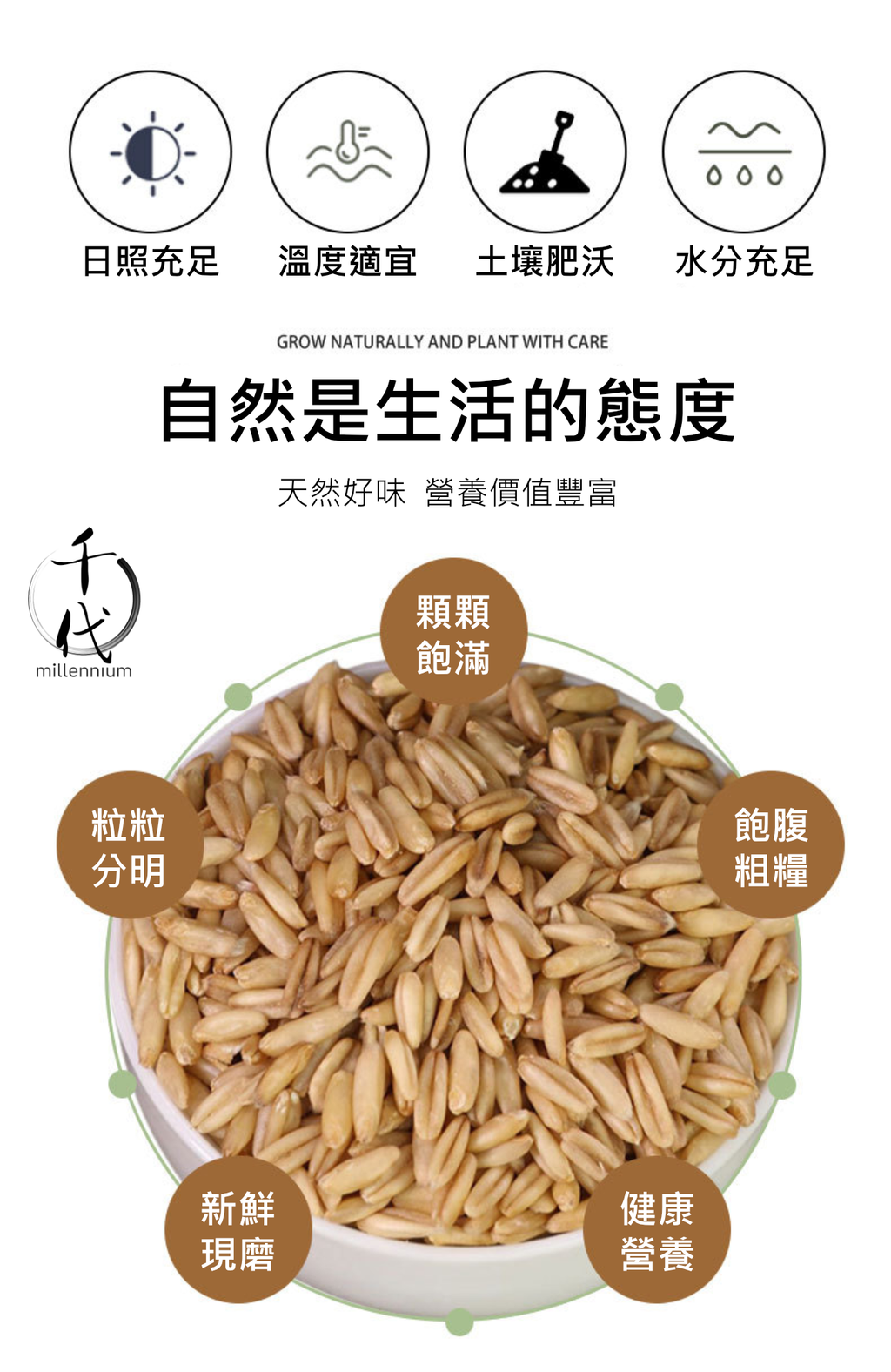 燕麥米(真空包裝)(500G)│降低膽固醇 有益心臟健康│五穀雜糧