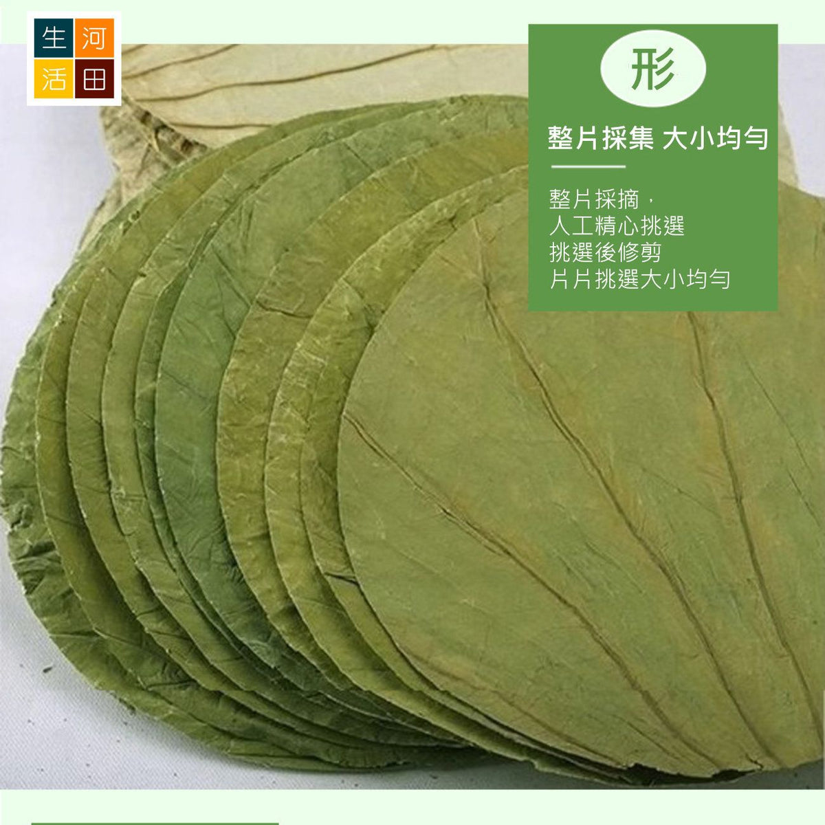 圓形乾荷葉整張(30cm10張)│天然荷葉│荷葉食品