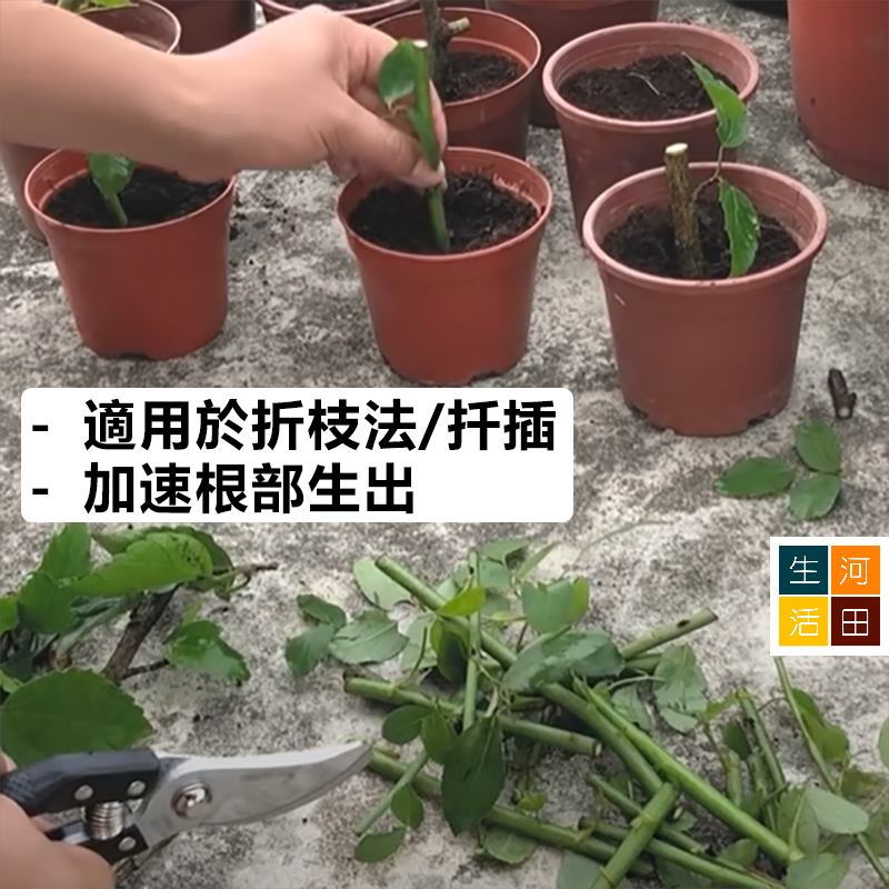 植物生根粉 插枝法生根激素 花卉植苗移植生根刺激劑