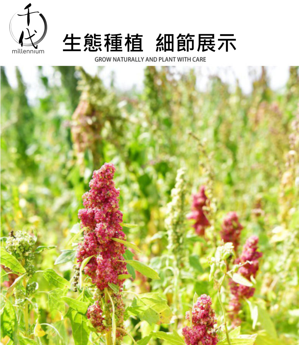 三色藜麥(真空包裝)(500g)│保持心血管健康│五穀雜糧 |生酮減肥 素食低升糖 紅藜麥 黑藜麥 白藜麥