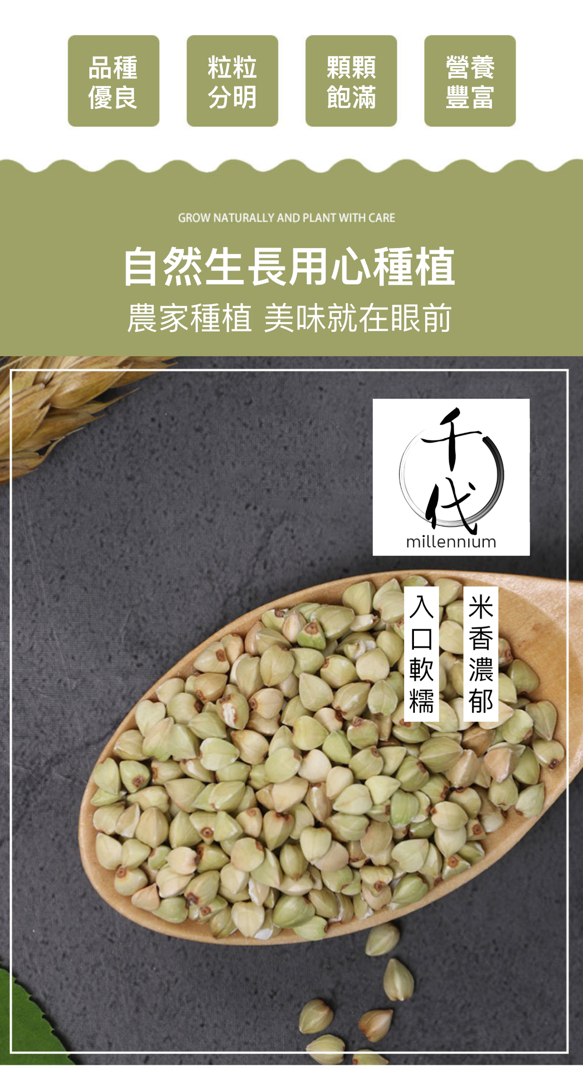 蕎麥米(真空包裝)(500G)│健脾益氣 開胃寬腸│五穀雜糧
