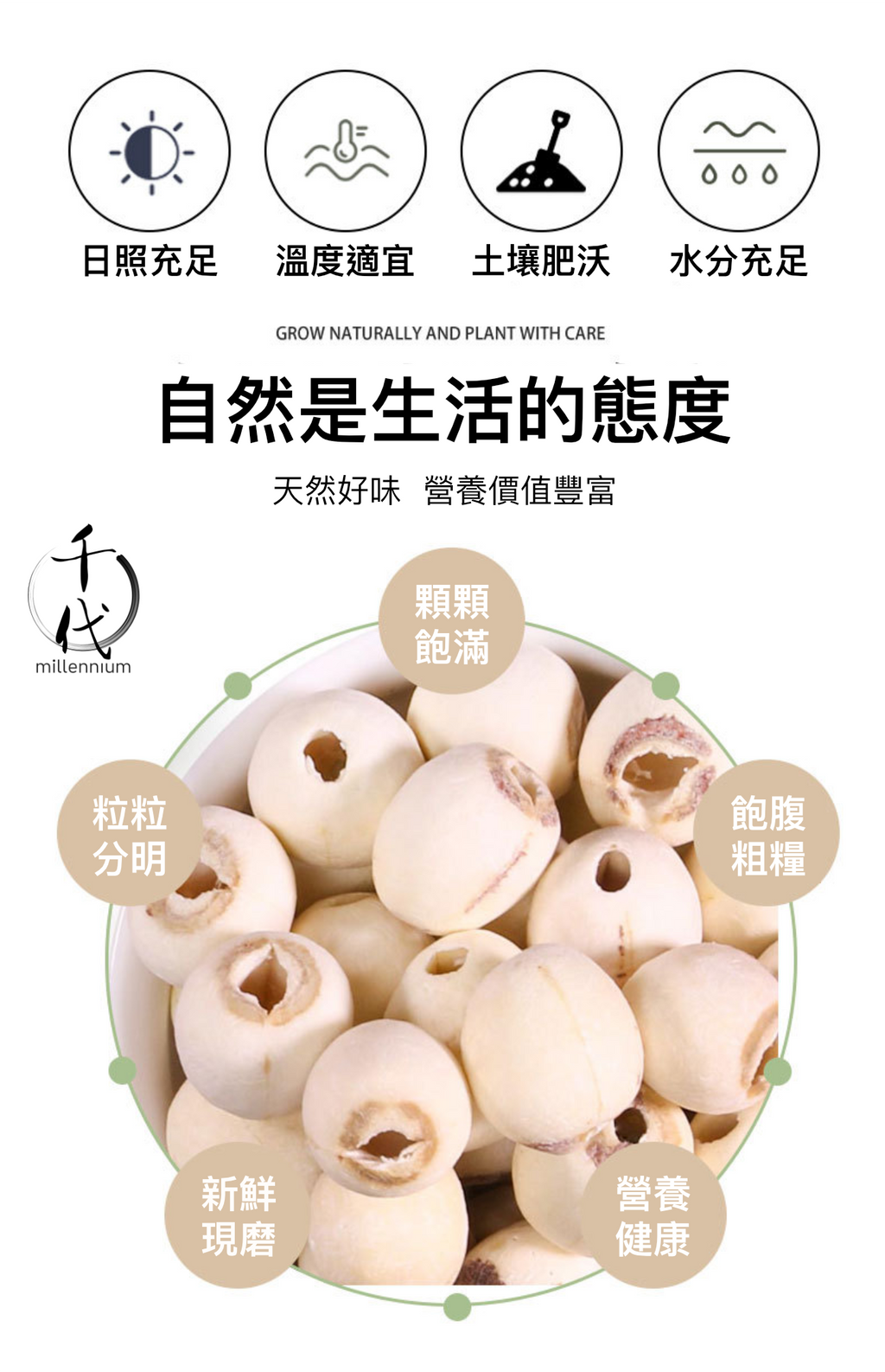 原粒白蓮子(330G)│補益脾胃 清心助眠 精治腎虛