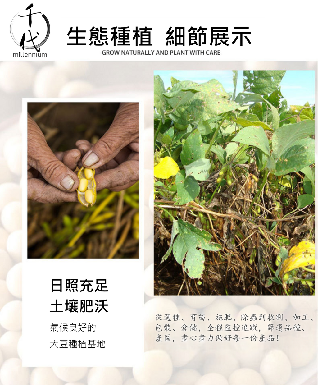 黃豆(真空包裝)(450G)│補氣健脾 養血潤燥│五穀雜糧