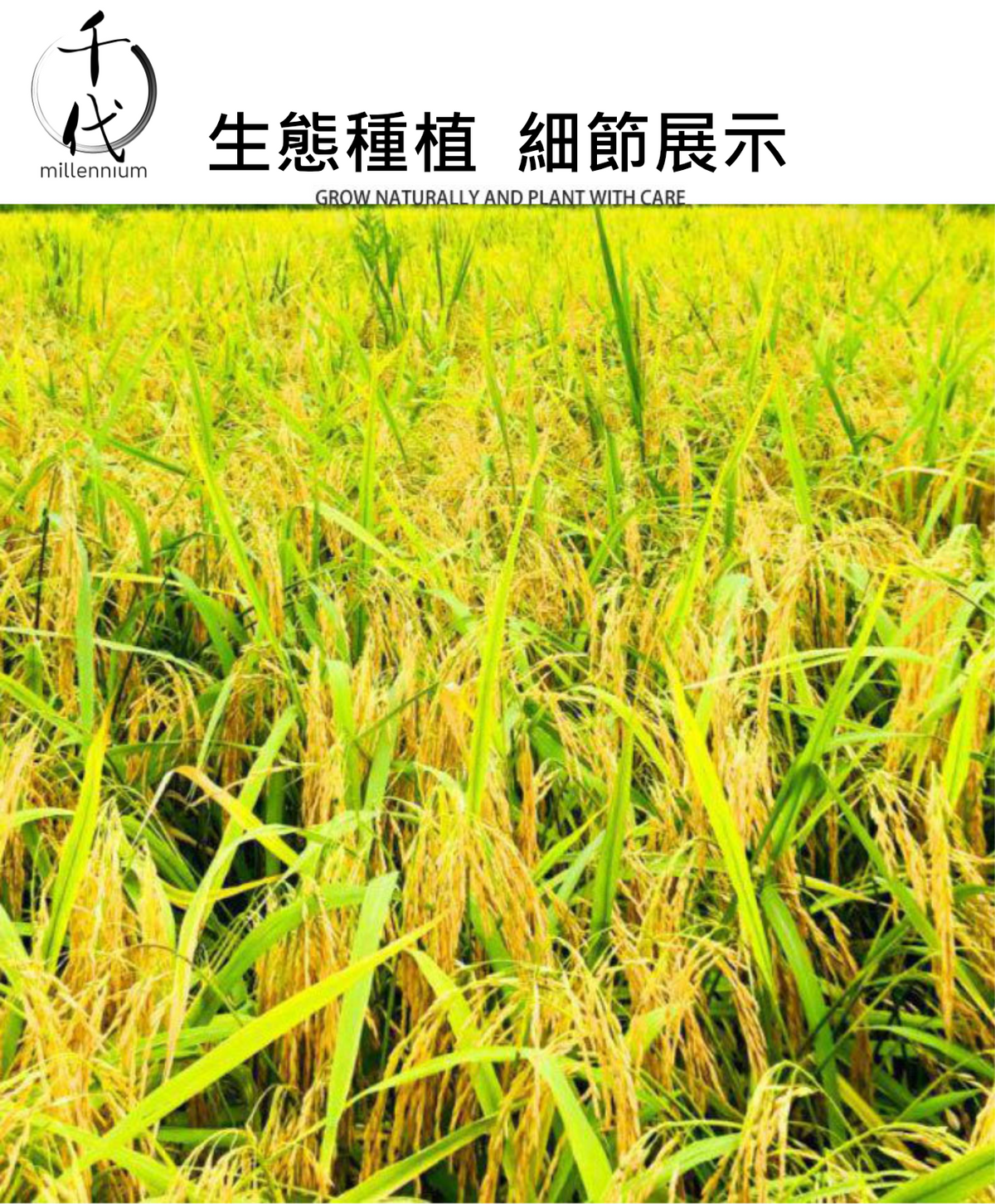 圓糯米(真空包裝)(500G)│補中益氣  健脾養胃│五穀雜糧