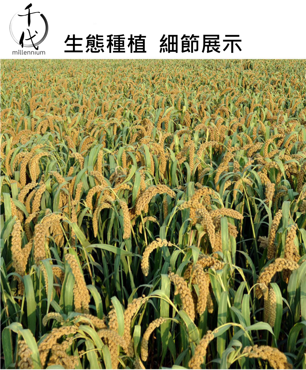 小黃米(真空包裝)(500G)│滋陰養血 健胃除濕│五穀雜糧
