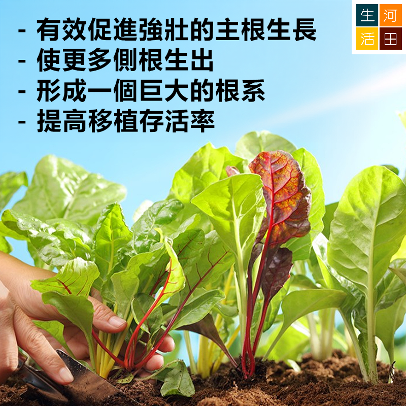 植物生根粉 插枝法生根激素 花卉植苗移植生根刺激劑