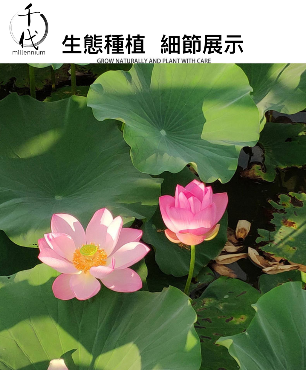 原粒白蓮子(330G)│補益脾胃 清心助眠 精治腎虛