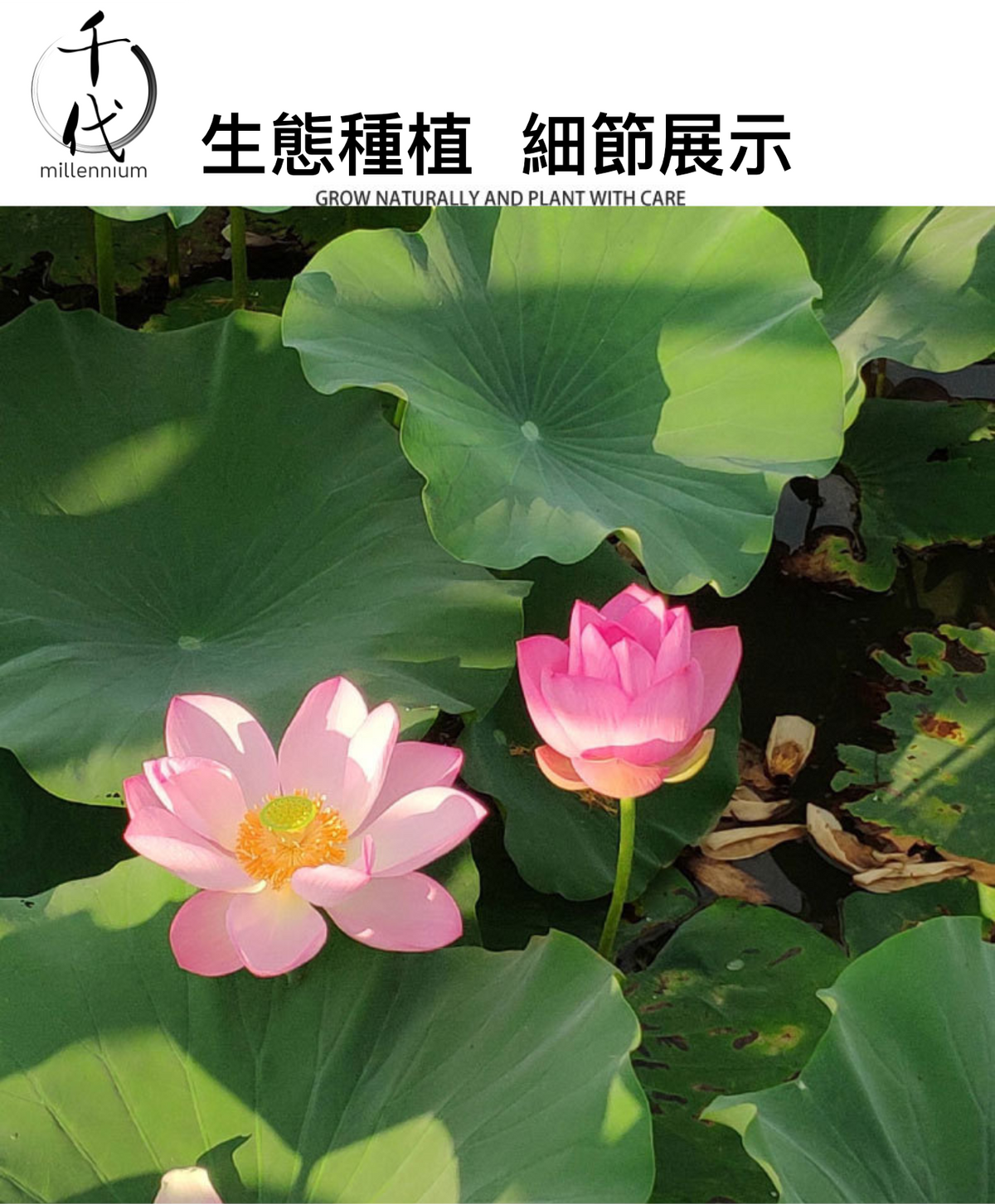 原粒白蓮子(330G)│補益脾胃 清心助眠 精治腎虛
