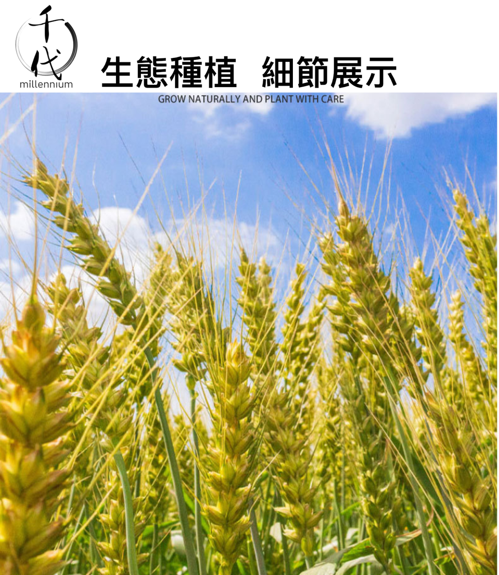 三色糙米(真空包裝)(500G)│有助心臟及腸道健康│五穀雜糧