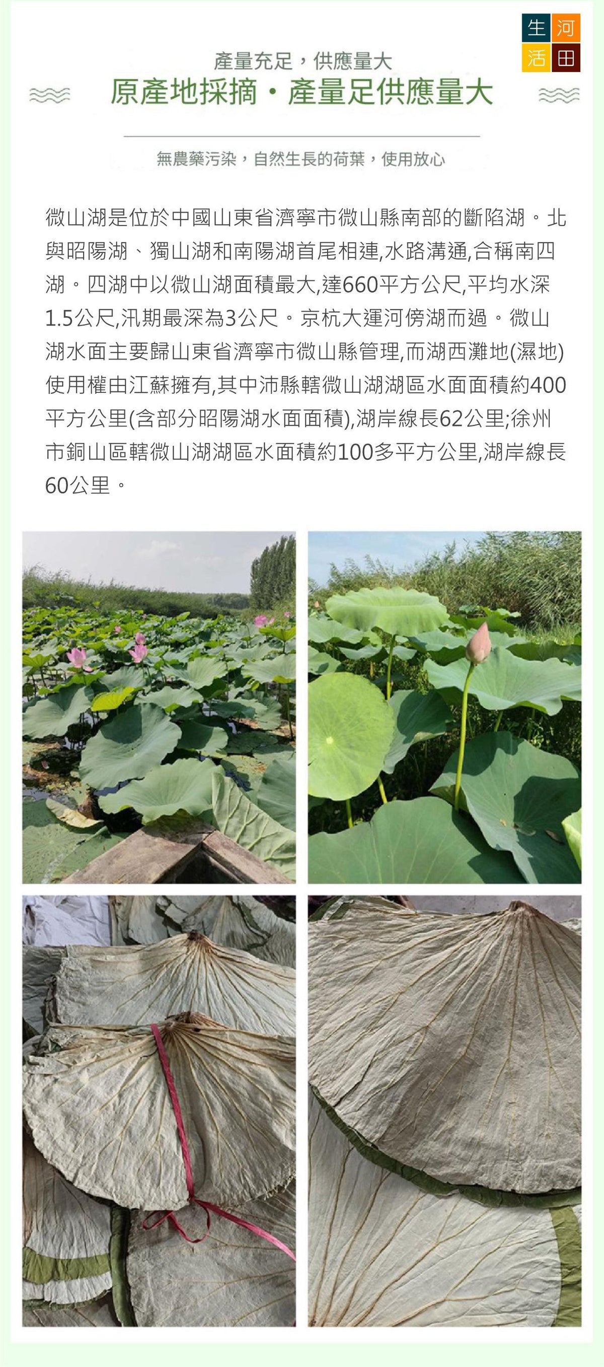 圓形乾荷葉整張(30cm10張)│天然荷葉│荷葉食品