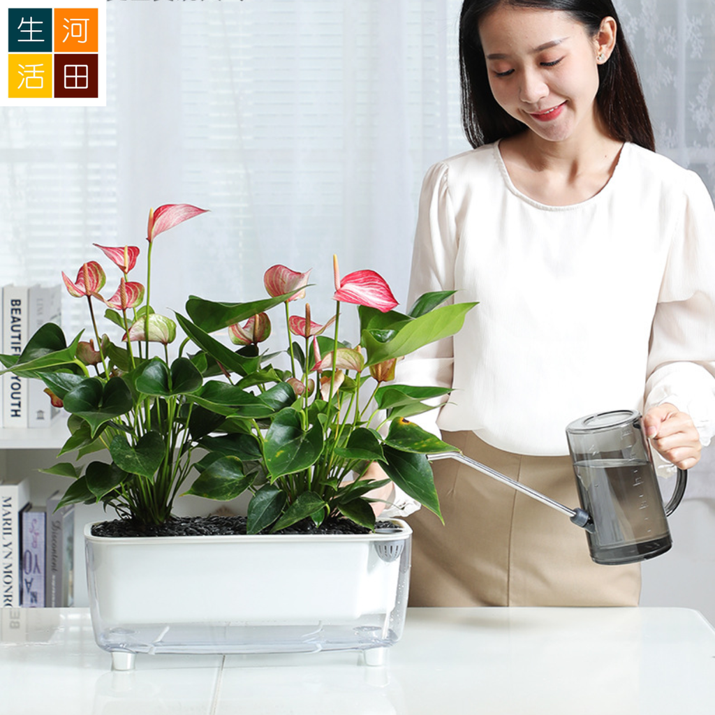 自吸水透明花盆 | 大容量 懶人種植必備 自動澆水設計 防爛根 |現代簡約時尚花盆