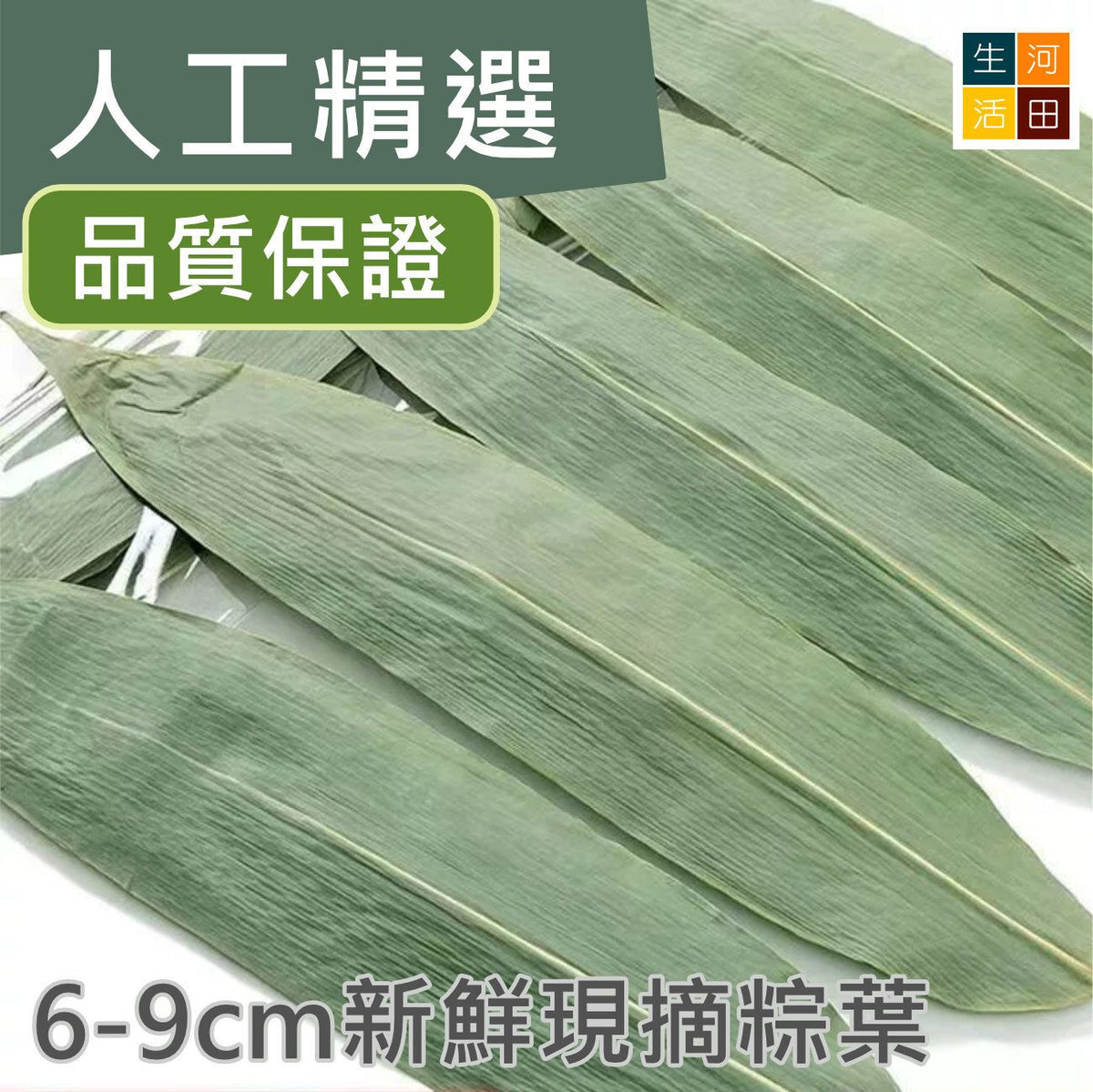 乾粽子葉(大片寬 7-10厘米│50片)│大號粽葉│端午節包粽子│乾粽葉│家用粽葉
