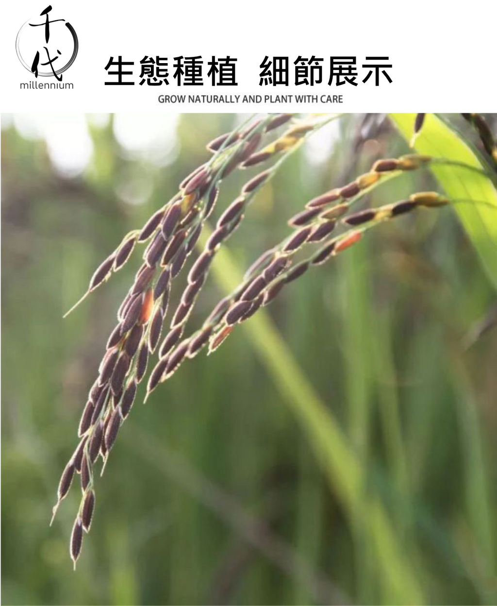 紫米(真空包裝)(500g)│滋陰補腎 健脾暖肝│五穀雜糧
