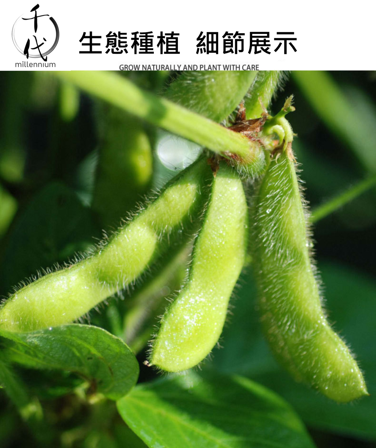 紅豆(真空包裝)(500G)│利尿消腫 清熱解毒│五穀雜糧