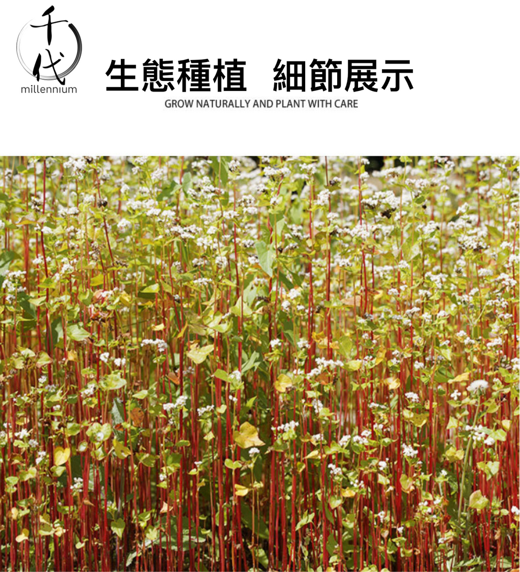 蕎麥米(真空包裝)(500G)│健脾益氣 開胃寬腸│五穀雜糧