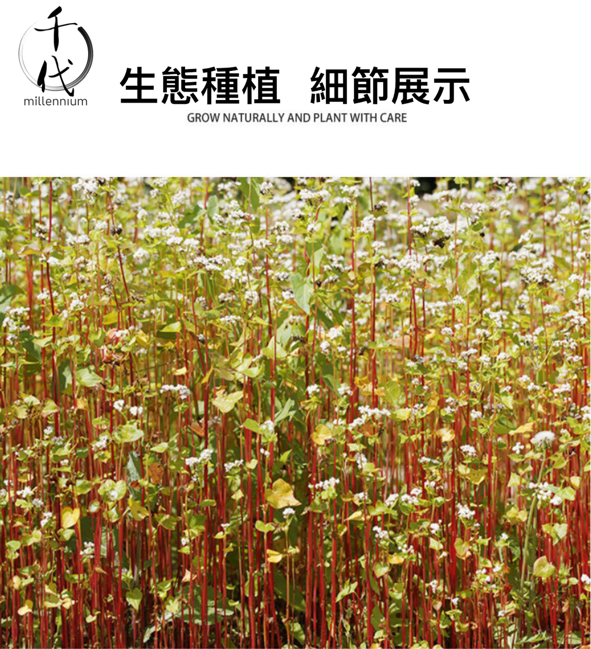 蕎麥米(真空包裝)(500G)│健脾益氣 開胃寬腸│五穀雜糧