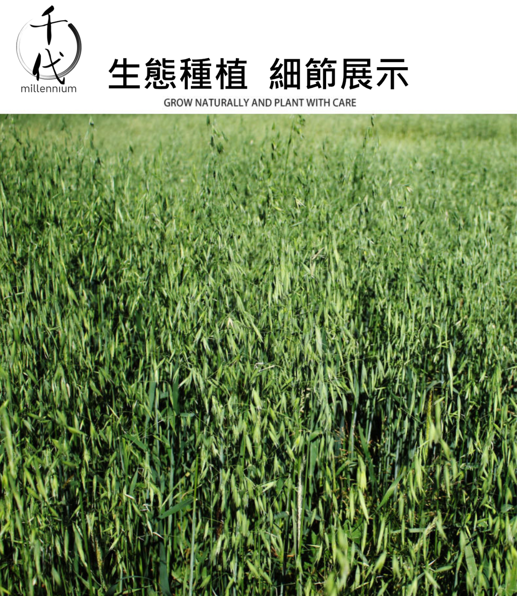 燕麥米(真空包裝)(500G)│降低膽固醇 有益心臟健康│五穀雜糧