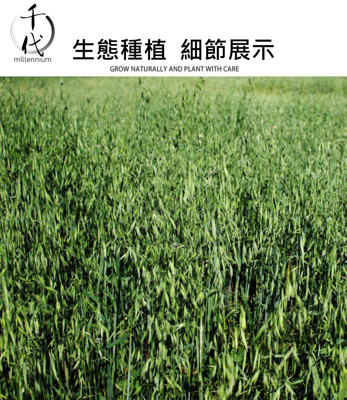 燕麥米(真空包裝)(500G)│降低膽固醇 有益心臟健康│五穀雜糧
