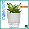 自動澆水花盆 透明雙層花盆 園藝工具 (白色 大-直徑15.3cm)